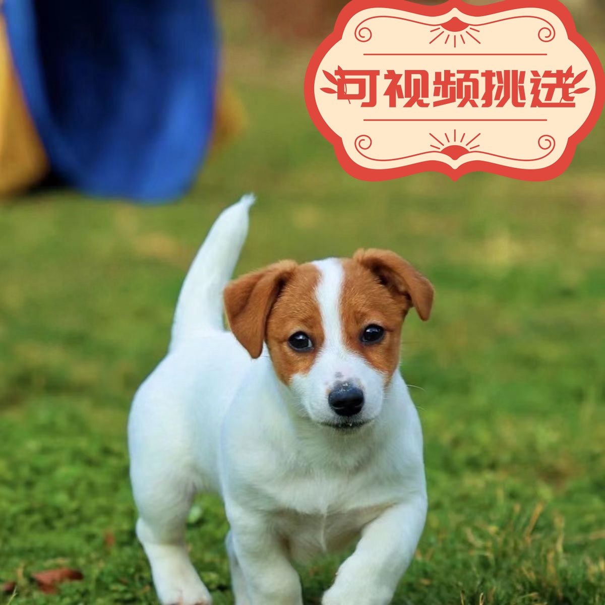 杰克罗素梗幼犬家养小型狩猎犬精品杰克罗宠物狗狗猎狗幼崽便宜