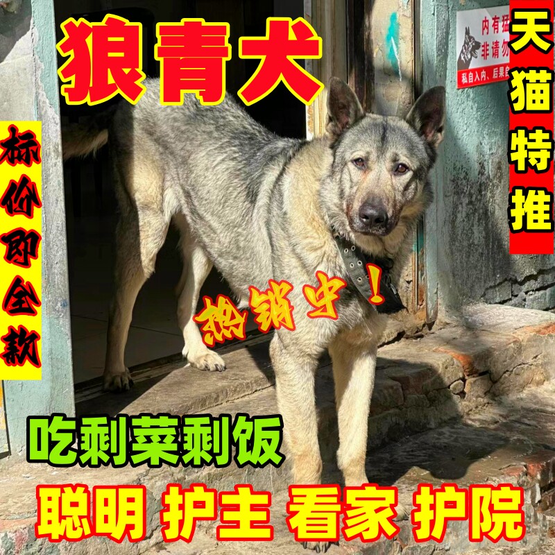 狼青幼犬狗狗活物家养看家护卫犬狼青大型精品中华狼青小狗活物