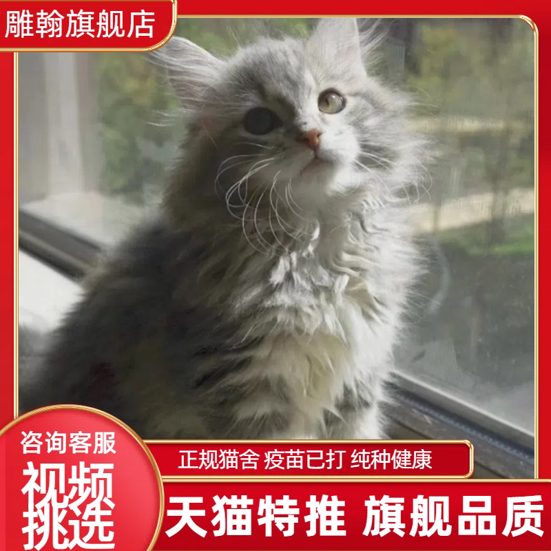 西森猫西高地蓝猫虎斑加白金渐层银渐层猫咪活物蓝白短毛可爱