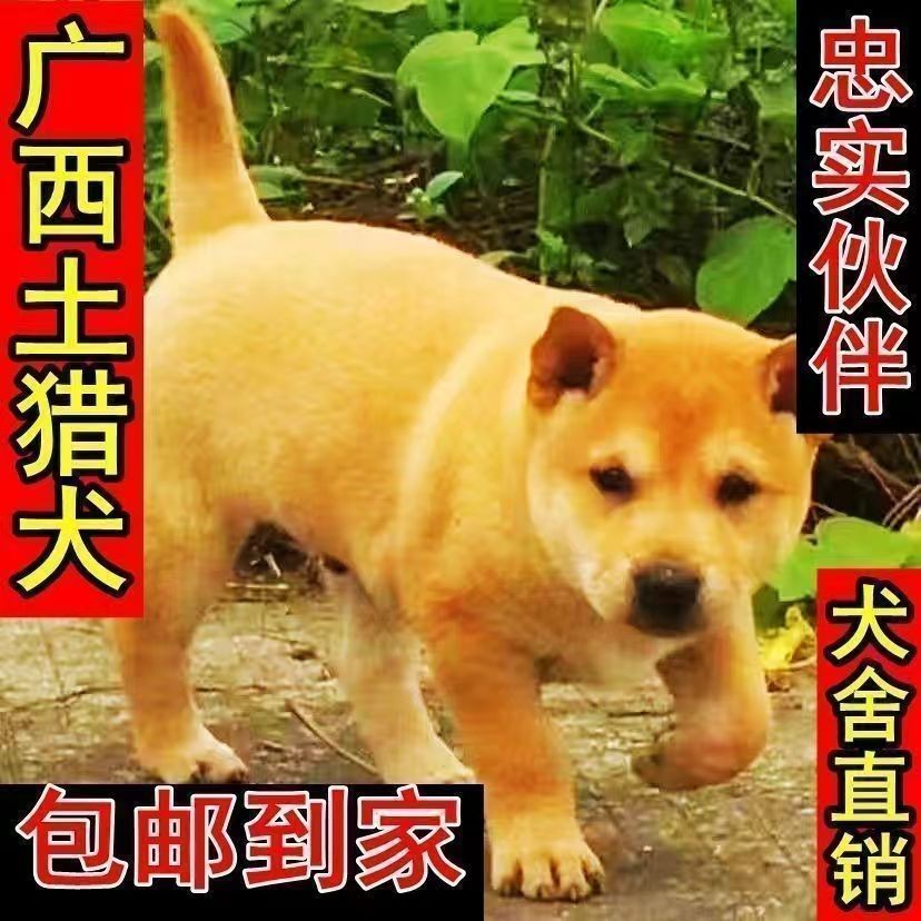 大黄狗中华田园犬土狗农村看家狗大型土狗黄狗活体幼犬混血犬狗狗