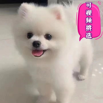 茶杯犬宠物真狗博美幼犬小狗活物俊介犬长不大小型犬宠物狗狗