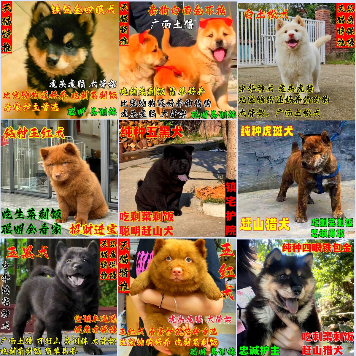 潮汕五红犬五黑犬幼犬狗