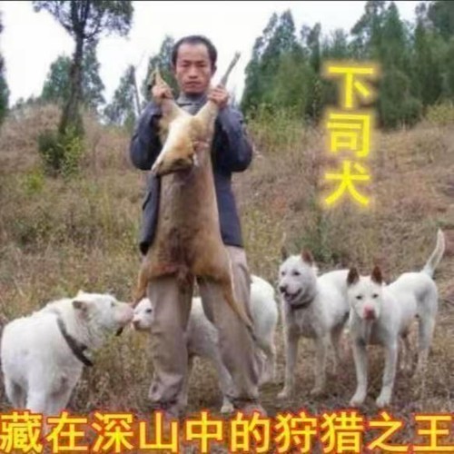 下司犬幼犬中大型狩猎犬