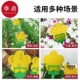 粘虫板B1pq801 小黄板双面小飞虫诱虫沾虫纸果蝇诱捕器防水耐高