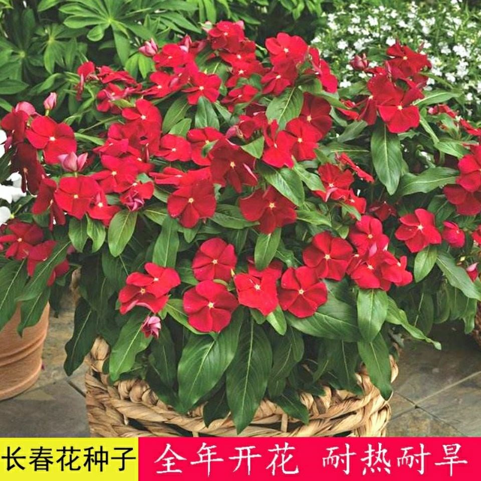 长春花种子日日春花卉种籽观赏花卉易种易活室内阳台