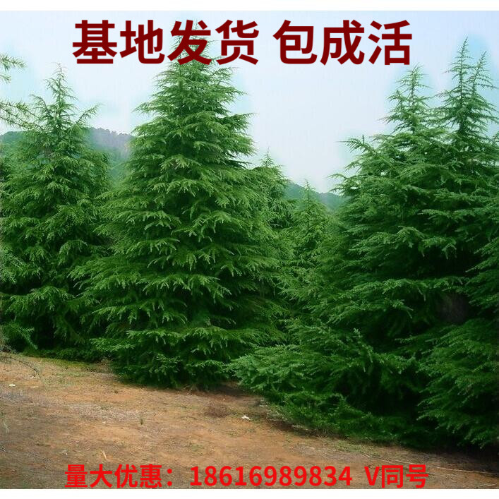 雪松树苗云杉圣诞树香柏宝塔松雪松树苗四季常青行道树庭院绿化苗