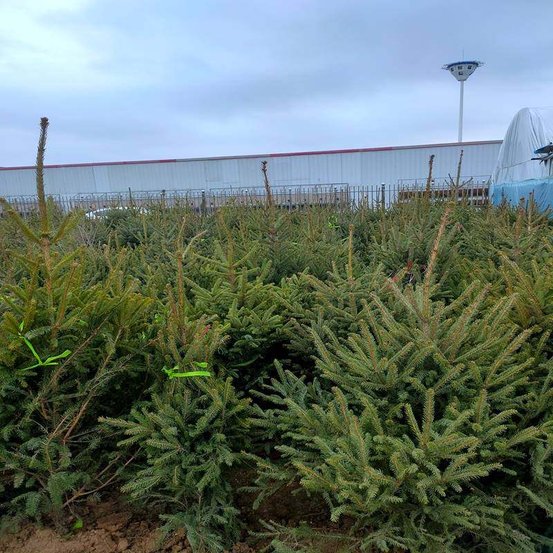 四季常青活树云杉树苗圣诞树真树盆栽松树云杉苗蓝杉真松盆栽庭院