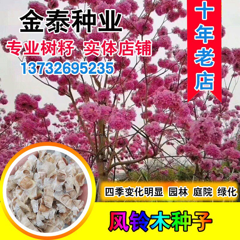 红花风铃木种子绿化林木树种籽风景树绿化苗木种子黄花风铃木种籽