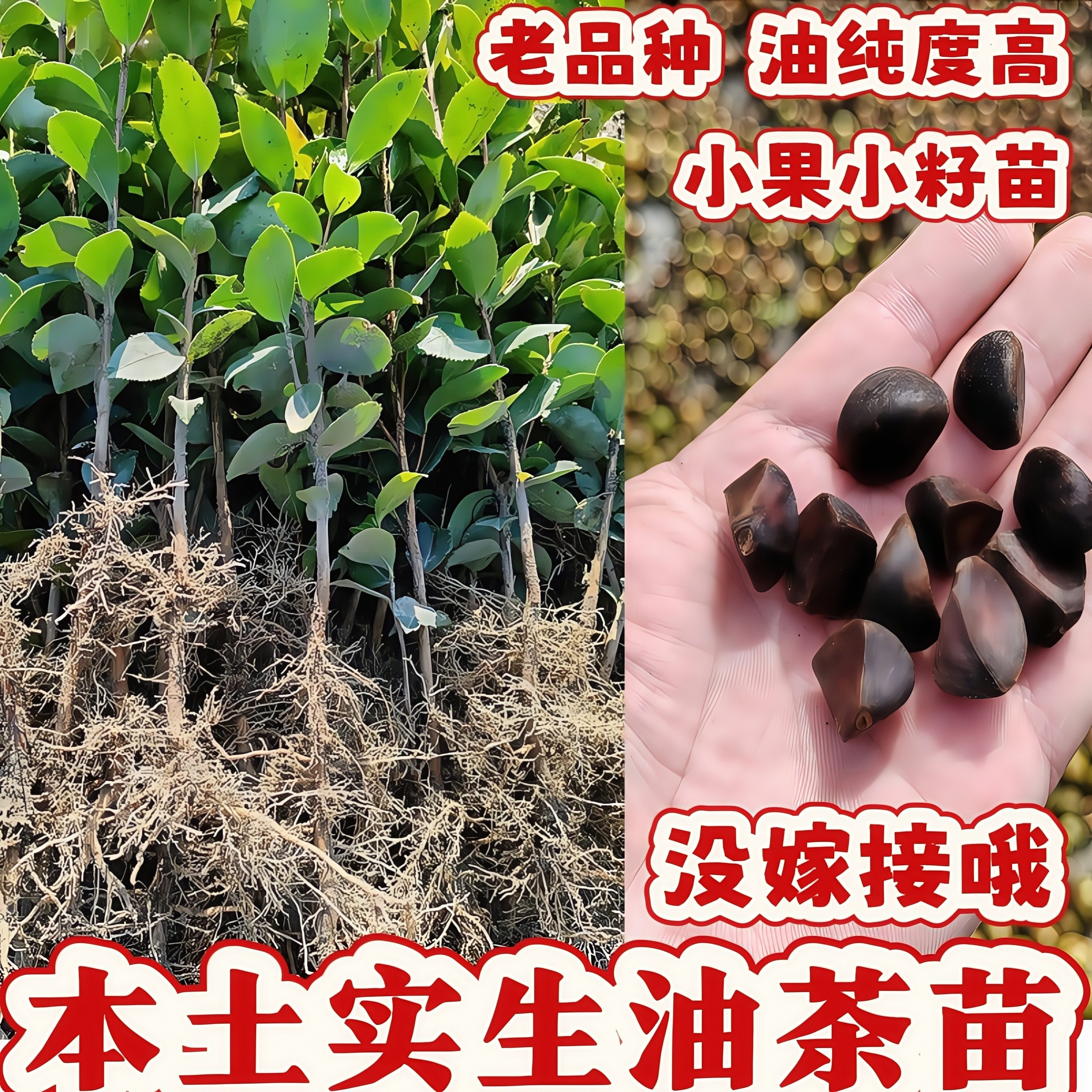 本地实生老品种没嫁接油茶苗