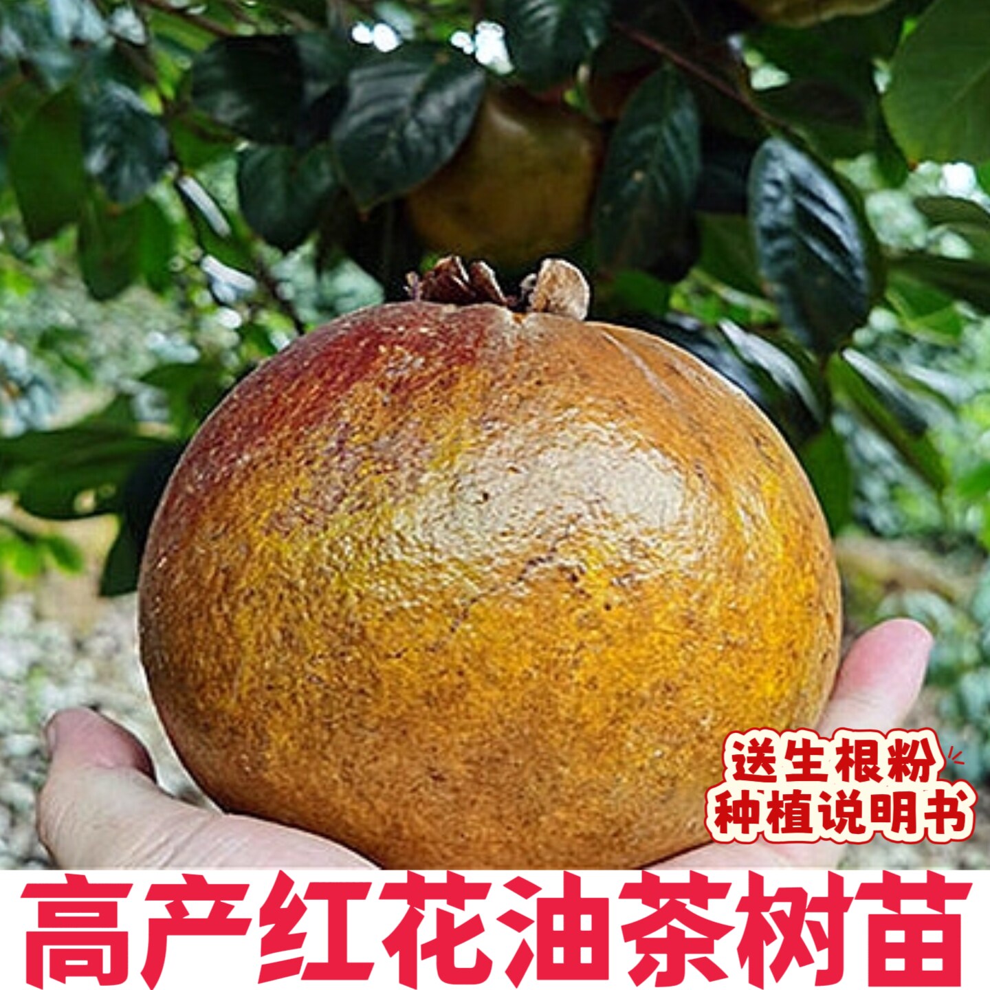 大果红花油茶苗嫁接大果红花油茶树苗土杯带杯袋苗红花山茶油苗