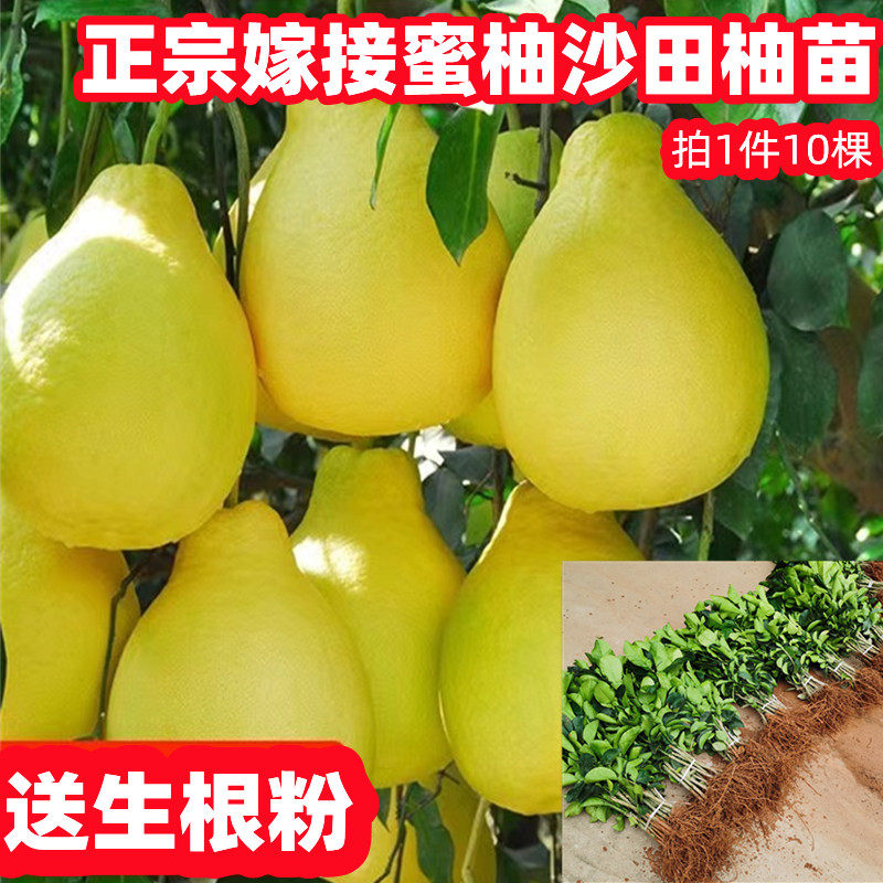 正宗沙田柚苗柚子苗嫁接红肉蜜柚苗柚子树苗薄皮白心柚苗
