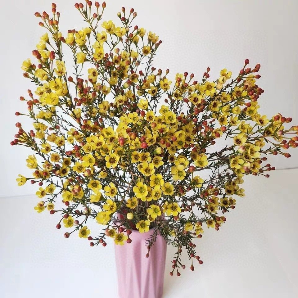 进口澳洲腊梅鲜花花束云南昆明基地新鲜直发家用办公室水养插花