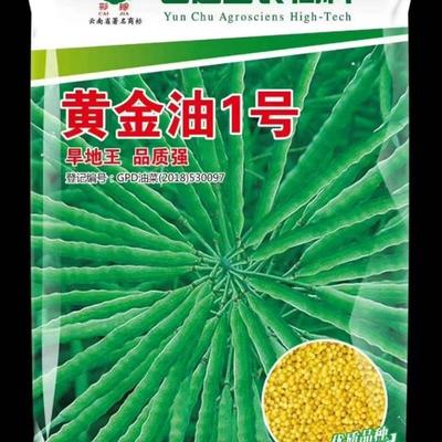 云南黄金油1号油菜种子黄籽粒早熟冬油菜抗病抗裂抗倒伏抗寒秋播