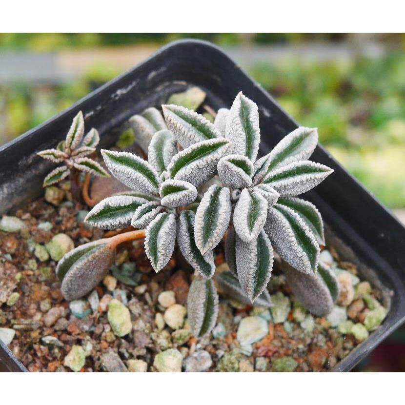 cute肉植 蛤蟆皮椒草 一物一拍 多肉植物 11.29*