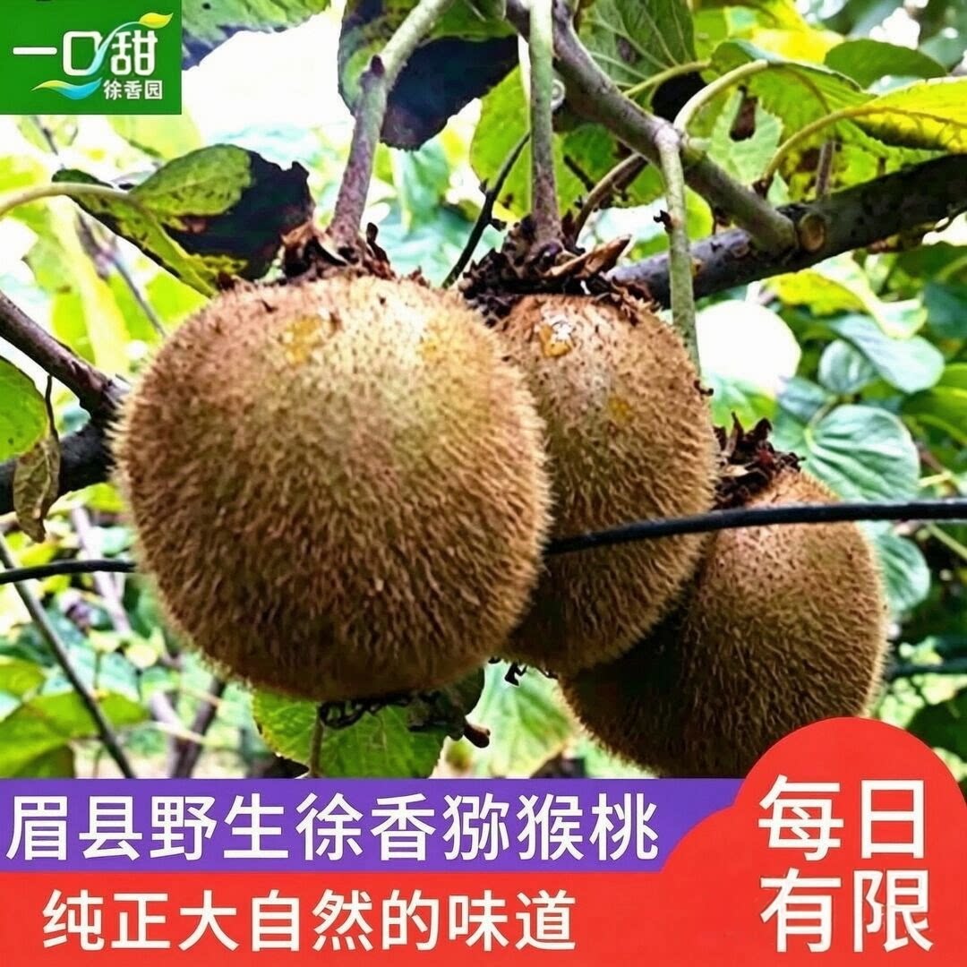 一口甜正宗眉县野生徐香弥猕猴桃新鲜水果整箱5斤应季绿心奇异果