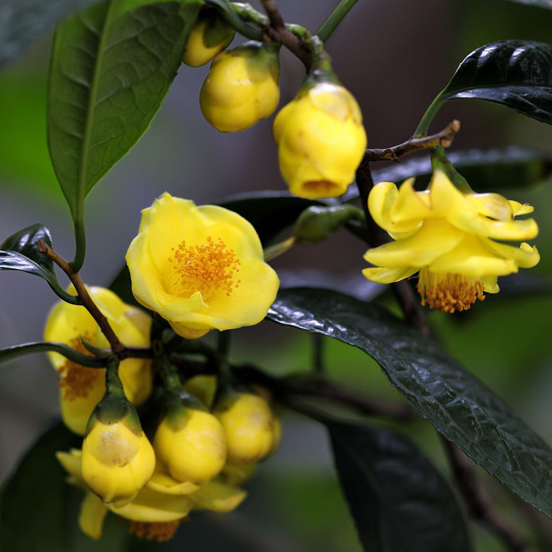 k带城凹脉毛瓣金花茶树苗盆栽四季金花茶嫁花苞防接珍.稀名贵金茶