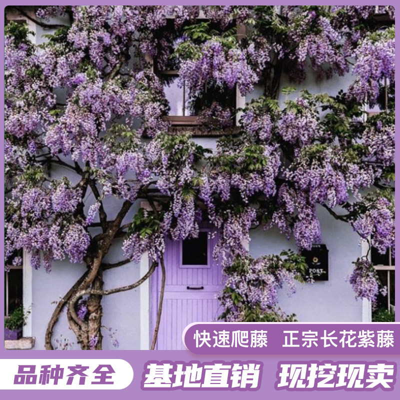 蔓藤植物价格 蔓藤植物图片 星期三