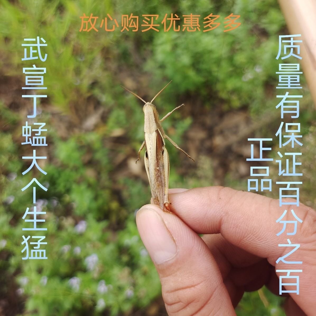 丁蜢活虫虰蜢活体花腿画眉鸟食提性壮膘增强体质和画眉专用虫蚂蚱