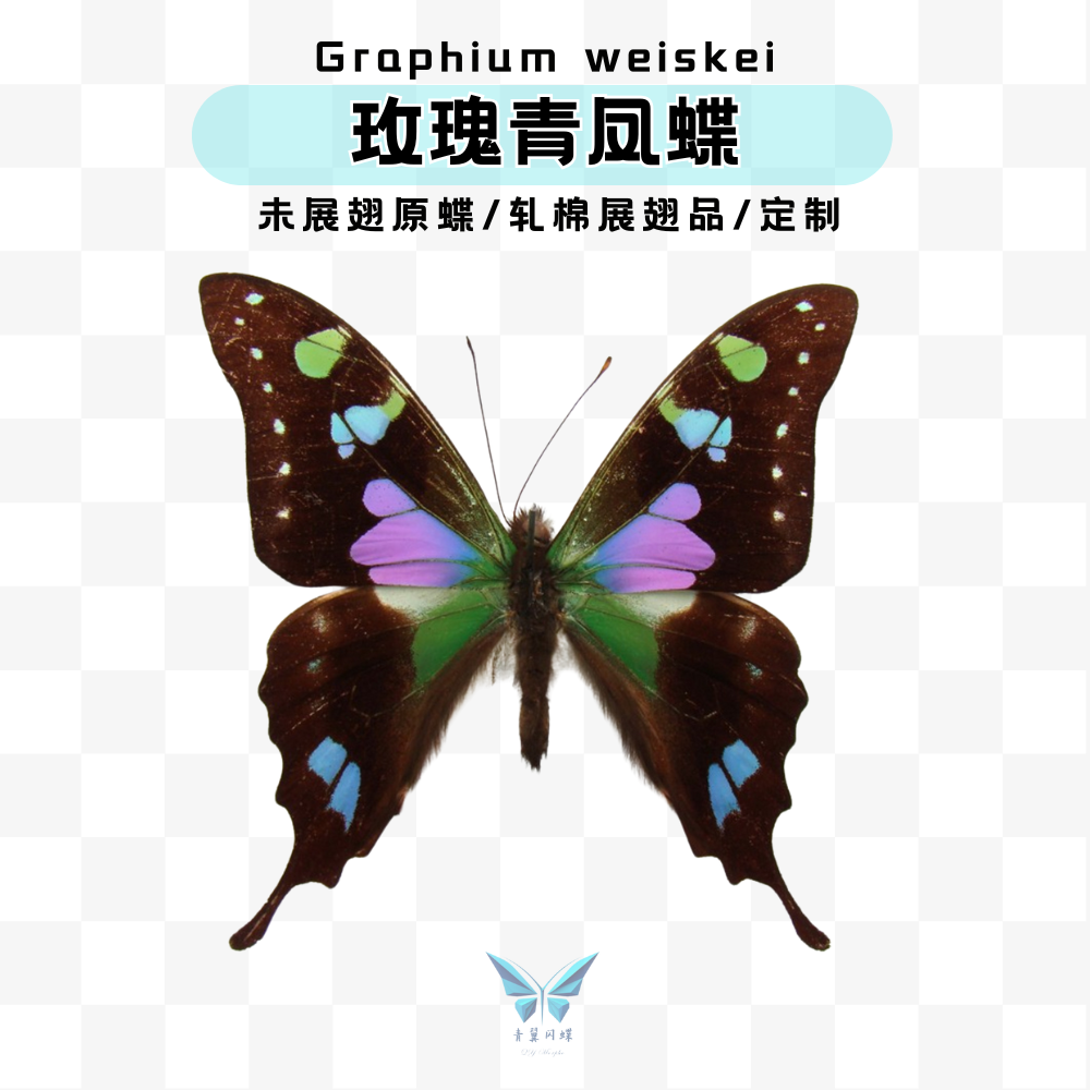 现货 | 玫瑰青凤蝶蝴蝶未展翅原蝶进口标本蝴蝶