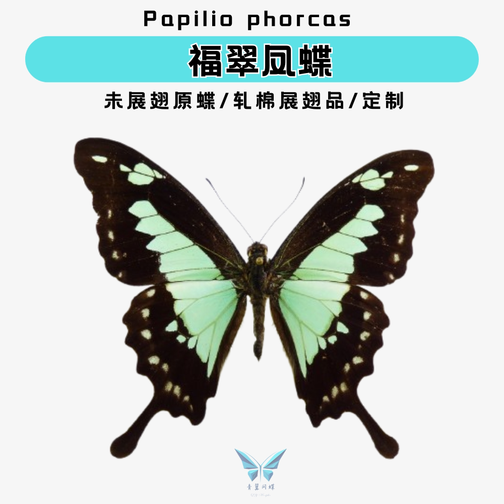 现货| 福翠凤蝶未展翅原蝶进口蝴蝶标本