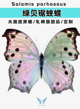 现货| 绿贝矩蛱蝶未展翅原蝶高反光度收藏级蝴蝶标本