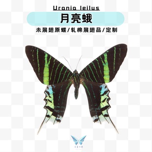 现货 | A1月亮蛾日月同辉未展翅标本压棉展翅相框摆件
