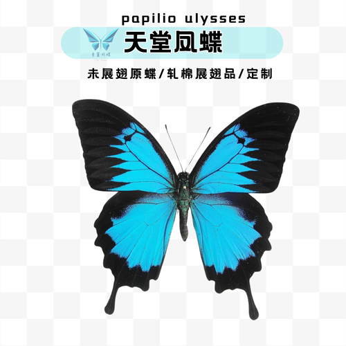 天堂凤蝶蓝色蝴蝶原蝶