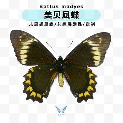 现货 |  美贝凤蝶未展翅秘鲁原蝶南美进口品种标本蝴蝶