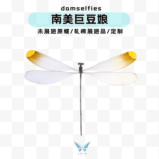 南美圆形豆娘直升机豆娘未展翅蟌进口标本蜻蜓