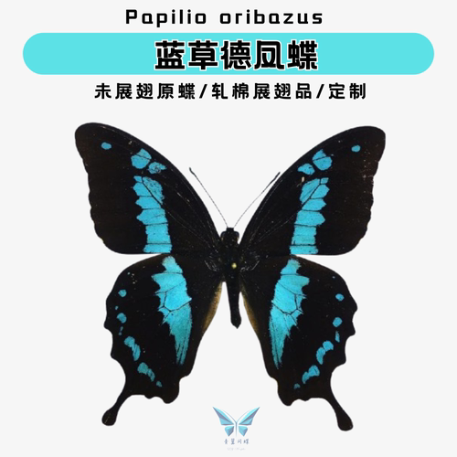 现货| 蓝草德凤蝶未展翅原蝶收藏级蝴蝶标本