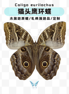 现货 | caligo A1未展翅原蝶 猫头鹰环蝶