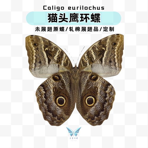 现货 | caligo A1未展翅原蝶 猫头鹰环蝶
