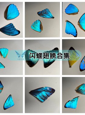 青翼闪蝶大蓝高质量羽化