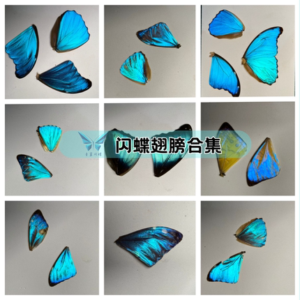 蝴蝶翅膀合集手工DIY原料大蓝夜明珠闪蝶首饰材料真标本蝴蝶