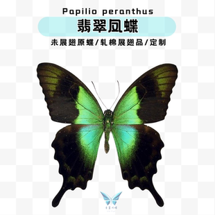 翡翠凤蝶收藏级标本蝴蝶未展翅标本压棉展翅相框摆件