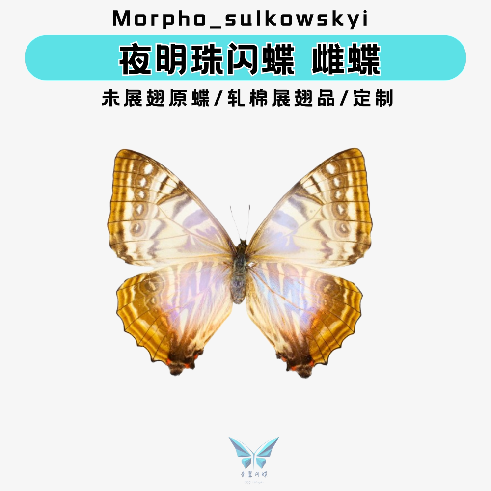 夜明珠闪蝶雌蝶未展翅原蝶蝴蝶标本|原蝶|压棉展翅品|装饰框