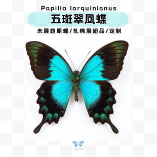 现货 | 五斑翠凤蝶蝴蝶未展翅原蝶印尼进口标本蝴蝶