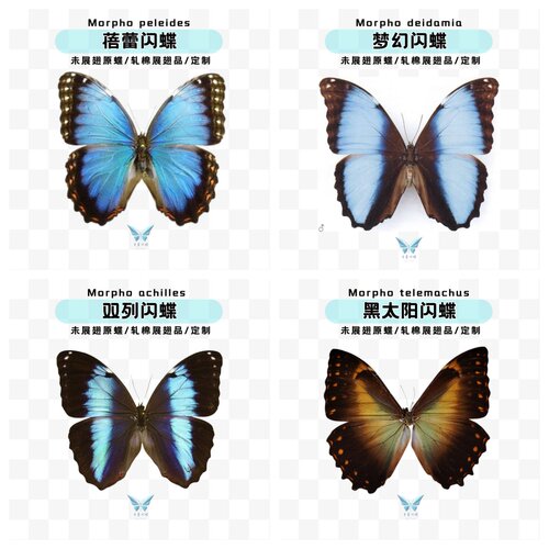 梦幻蓓蕾双列黑太阳瑕疵品盲盒子未展翅原蝶蝴蝶标本