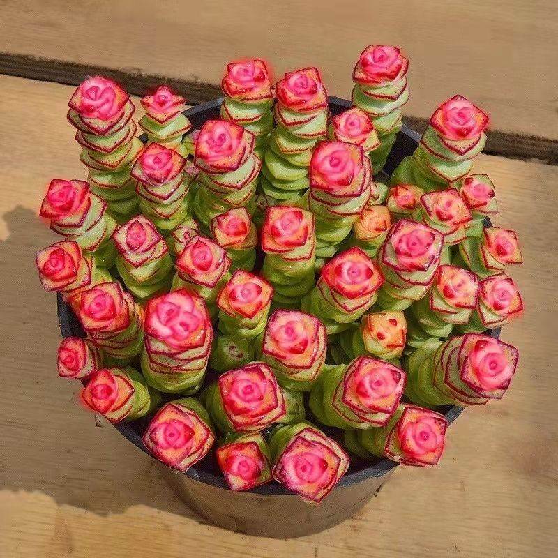 彩色钱串锦多肉植物室内新手好养肉肉红心钱串子稀有品种盆栽花卉