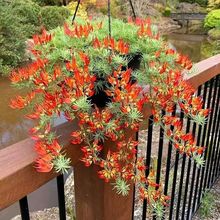 鹦鹉嘴花加纳利百脉根银叶花卉垂吊多年生藤本耐热耐寒植物好养活