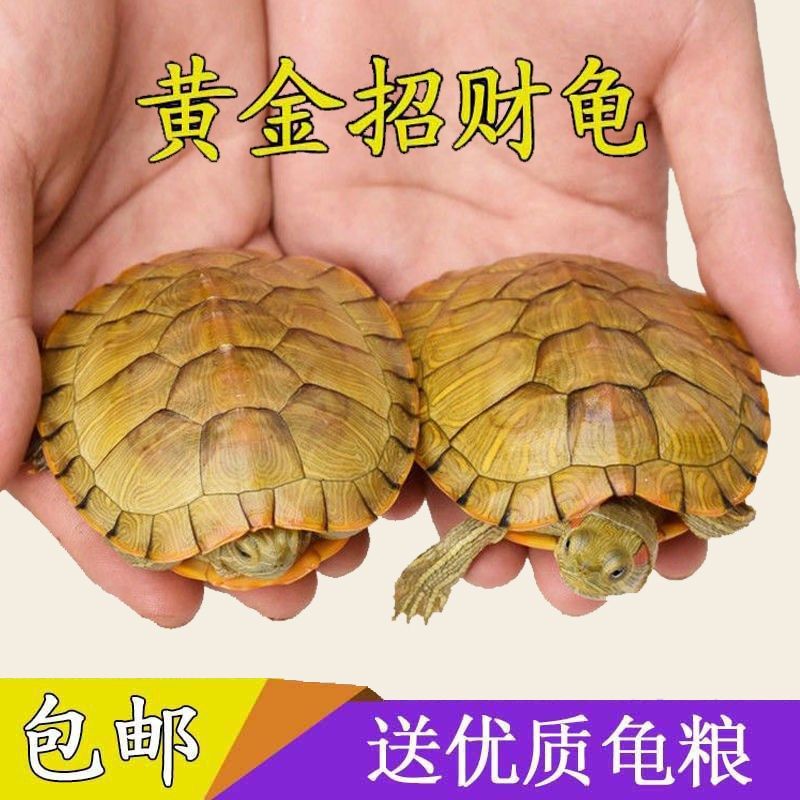 纯种金钱幼龟活龟金钱 龟 纯正金钱幼龟活龟石金钱活龟送龟粮巴西