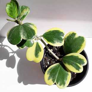 心叶球兰锦爱心金边球兰爬藤植物室内盆栽绿植情人花心型垂吊