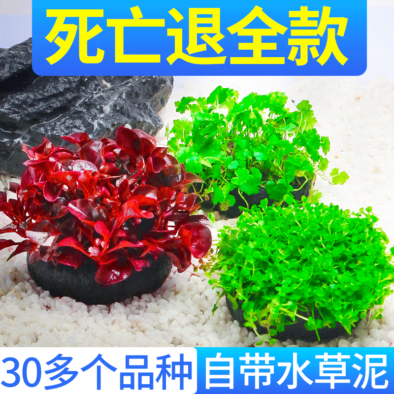 鱼缸水草坨草植物活体增氧淡水新手懒人水榕造景入门级水培水草使用感如何?
