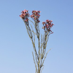 仿真花 腊梅 梅花 复古澳洲腊梅 假花家居装饰摄影道具婚庆装饰
