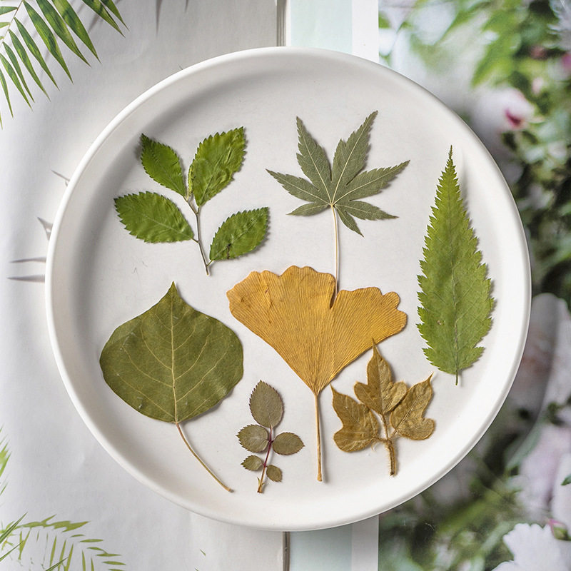 幼儿园树叶手工贴画 干花压花DIY写真贴脸装饰真树叶植物标本