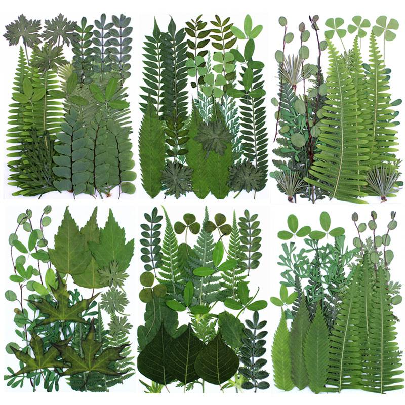 绿叶组合包 真树叶植物标本贴画 干花 干叶片材料包拍摄道具