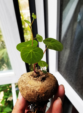 云南红藤山乌龟金不换圆叶带芽爬藤植物盆栽室内水培懒人绿植精选
