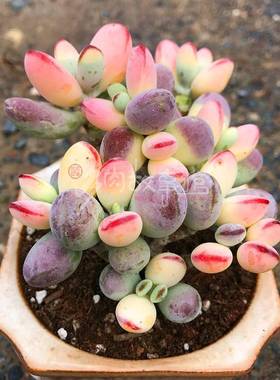 速发满额多辐【兵乓福娘锦】彩色药锦福娘稀少含盆土好养防室内肉