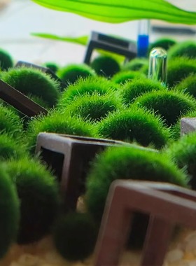 马里莫海藻球微景观生态瓶鱼缸水培球藻创意迷你植物水生水底绿藻