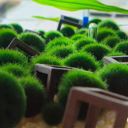 马里莫海藻球微景观生态瓶鱼缸水培球藻创意迷你植物水生水底绿藻